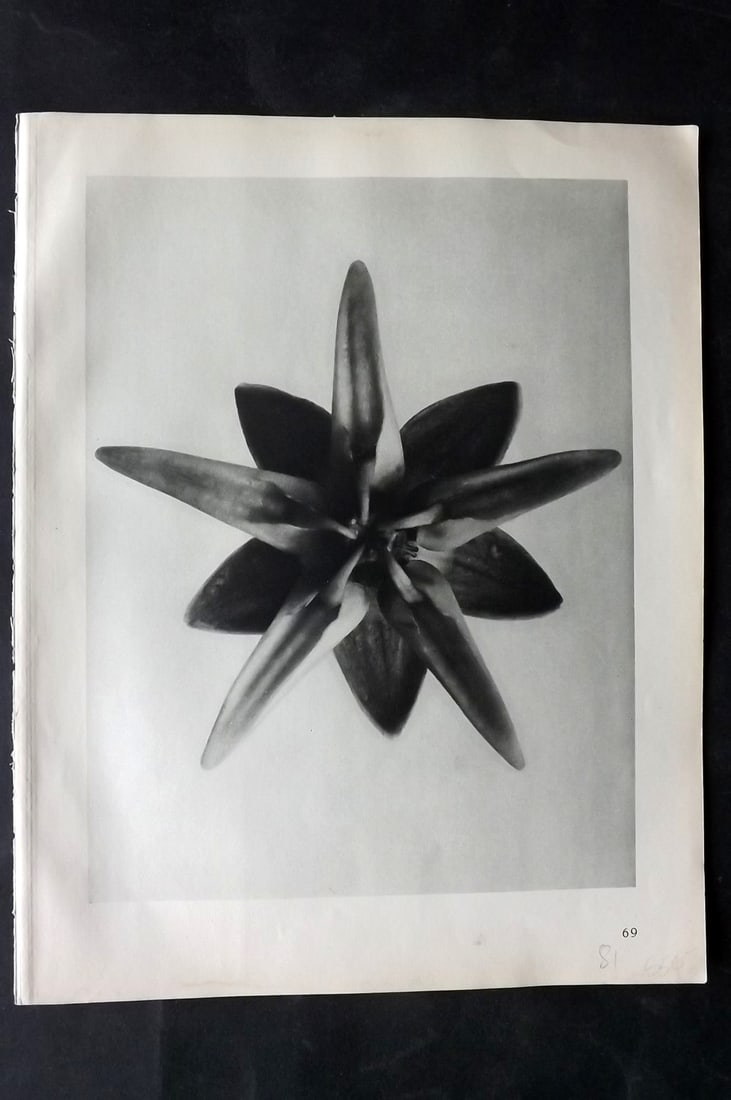 Blossfeldt, Karl 1928 First Edition Botanical Print 69: Photogravure Published 1928, Berlin for "Urformen der Kunst" by Karl Blossfeldt. First and Best Edition with the reverse side blank. Printed in Germany. Paper Size: 12.5 x 9.5 inch (32 x 24cm) Good Co