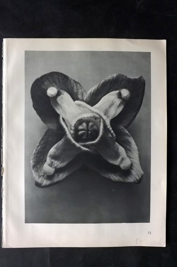 Blossfeldt, Karl 1928 First Edition Botanical Print 72: Photogravure Published 1928, Berlin for "Urformen der Kunst" by Karl Blossfeldt. First and Best Edition with the reverse side blank. Printed in Germany. Paper Size: 12.5 x 9.5 inch (32 x 24cm) Good Co