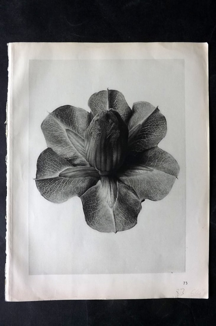 Blossfeldt, Karl 1928 First Edition Botanical Print 73 (1 of 1)