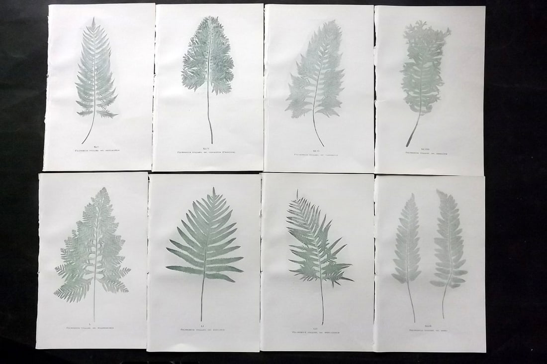 Druery, Charles C1910 Lot of 8 Nature Printed Ferns (1 of 2)