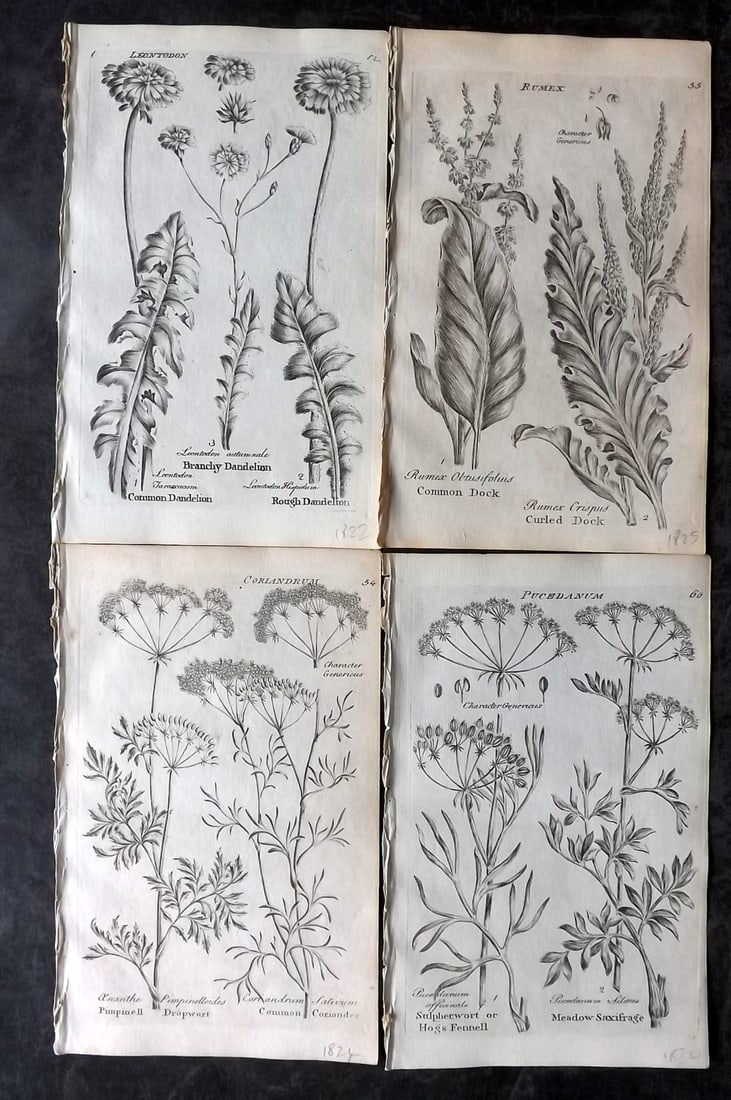 Hill & Culpeper 1802 Lot of 4 Antique Botanical Prints: Copper Plates Published 1802, London for "Culpeper's English Family Physician" by Nicholas Culpeper, Joshua Hamilton and William Saunders. Illustrations from John Hill's Vegetable System. Paper Size: