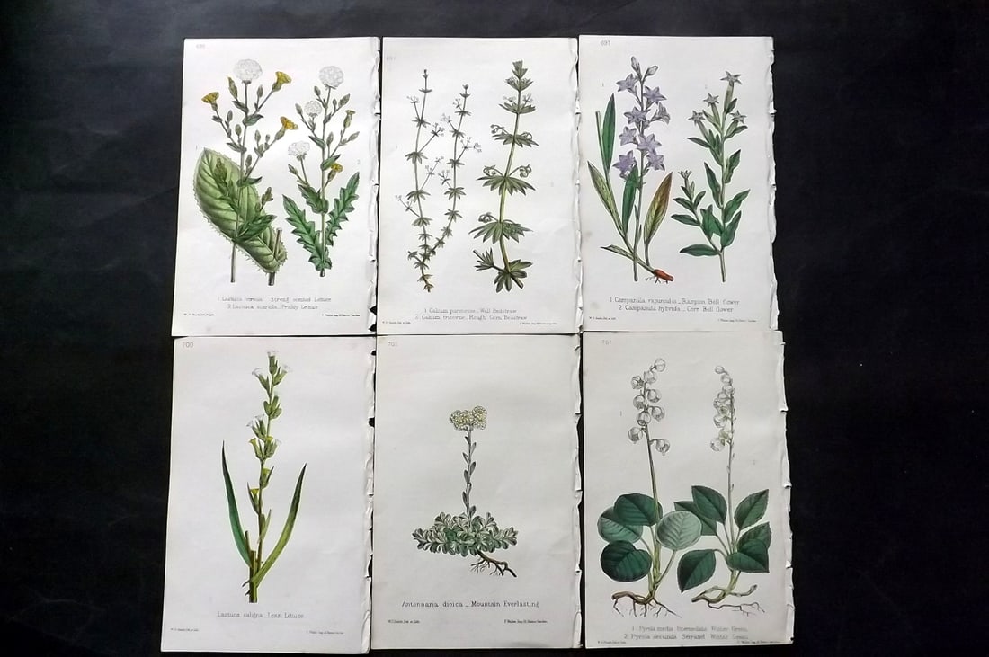 Hogg & Johnson C1870 Lot of 6 Hand Col Botanical Prints: Hand Coloured Lithographs Published 1863-1880, London for "The Wild Flowers of Great Britain" by Robert Hogg & George W. Johnson. Paper Size: 9 x 5.5 inch (23 x 14cm) Good Condition