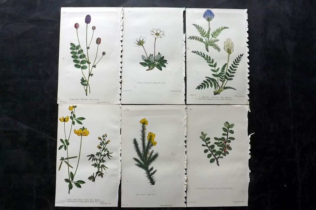 Hogg & Johnson C1870 Lot of 6 Hand Col Botanical Prints: Hand Coloured Lithographs Published 1863-1880, London for "The Wild Flowers of Great Britain" by Robert Hogg & George W. Johnson. Paper Size: 9 x 5.5 inch (23 x 14cm) Good Condition