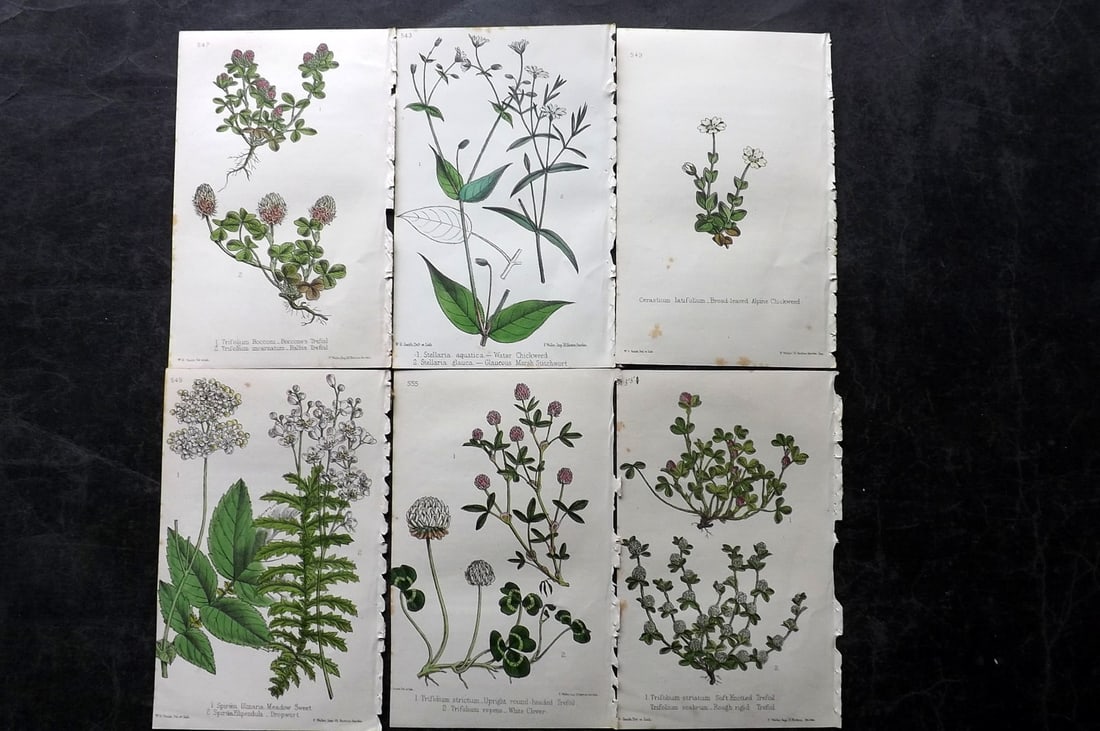 Hogg & Johnson C1870 Lot of 6 Hand Col Botanical Prints: Hand Coloured Lithographs Published 1863-1880, London for "The Wild Flowers of Great Britain" by Robert Hogg & George W. Johnson. Paper Size: 9 x 5.5 inch (23 x 14cm) Good Condition
