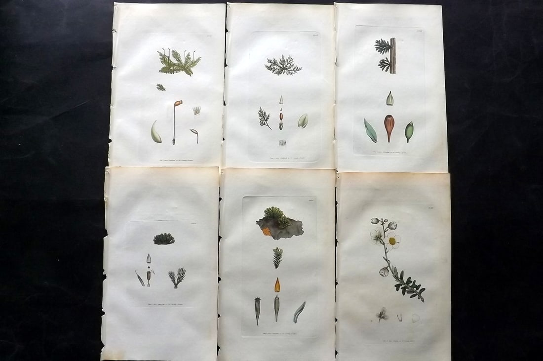 Sowerby, James C1800 Lot of 6 Hand Col Botanical Prints. 1st Edition (1 of 2)