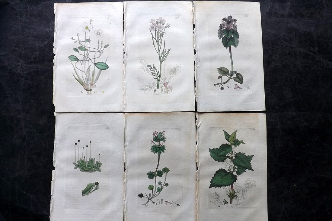 Sowerby, James C1800 Lot of 6 Hand Col Botanical Prints. 1st Edition (1 of 2)