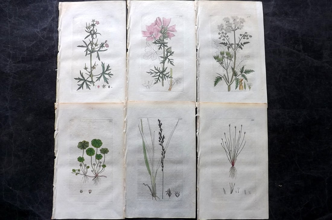 Sowerby, James C1800 Lot of 6 Hand Col Botanical Prints. 1st Edition (1 of 2)