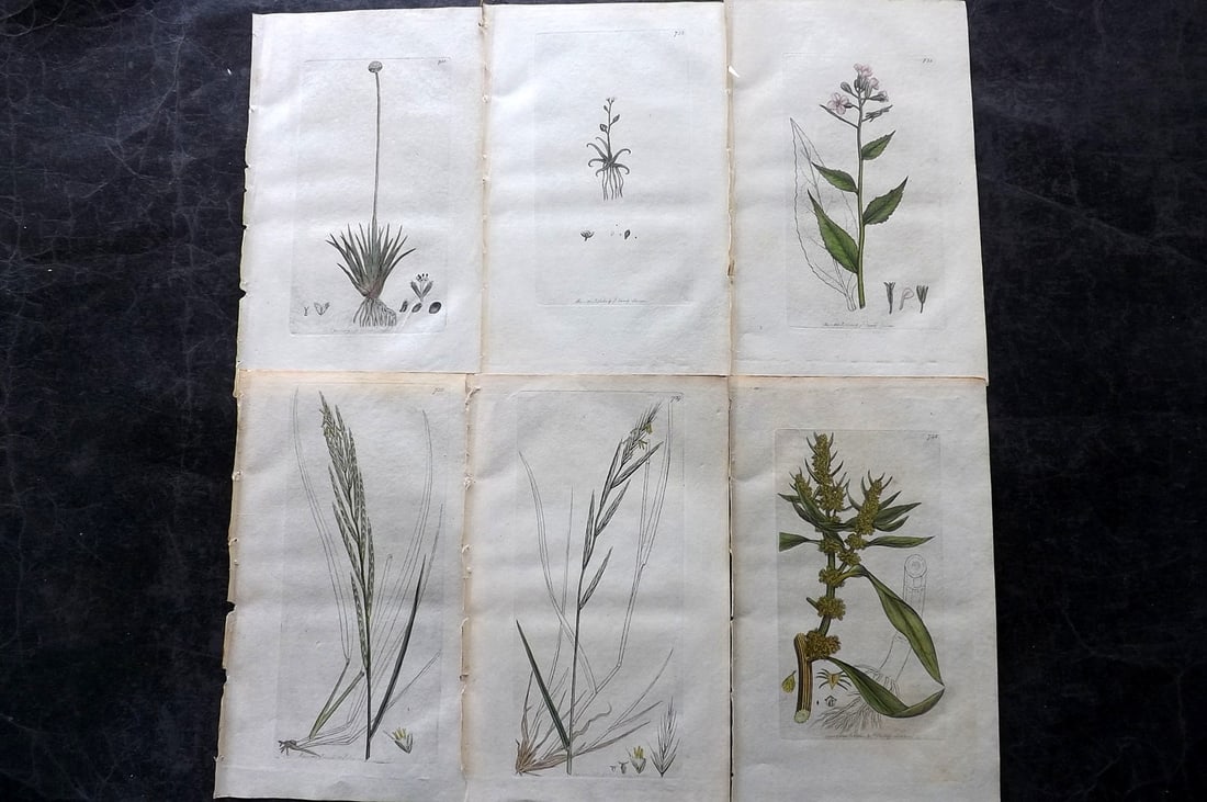 Sowerby, James C1800 Lot of 6 Hand Col Botanical Prints. 1st Edition (1 of 2)