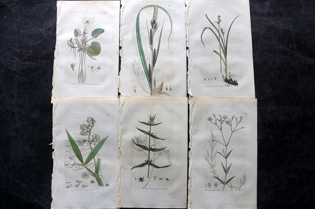 Sowerby, James C1800 Lot of 6 Hand Col Botanical Prints. 1st Edition (1 of 2)