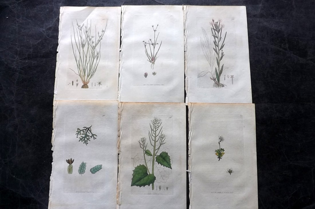 Sowerby, James C1800 Lot of 6 Hand Col Botanical Prints. 1st Edition (1 of 2)