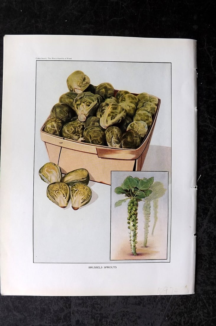 Ward, Artemas 1923 Antique Vegetable Print. Brussels Sprouts: Offset Lithograph Published 1923, New York for "The Encyclopedia of Food" by Artemas Ward. Paper Size: 10.5 x 7.5 inch (27 x 19cm) Good Condition