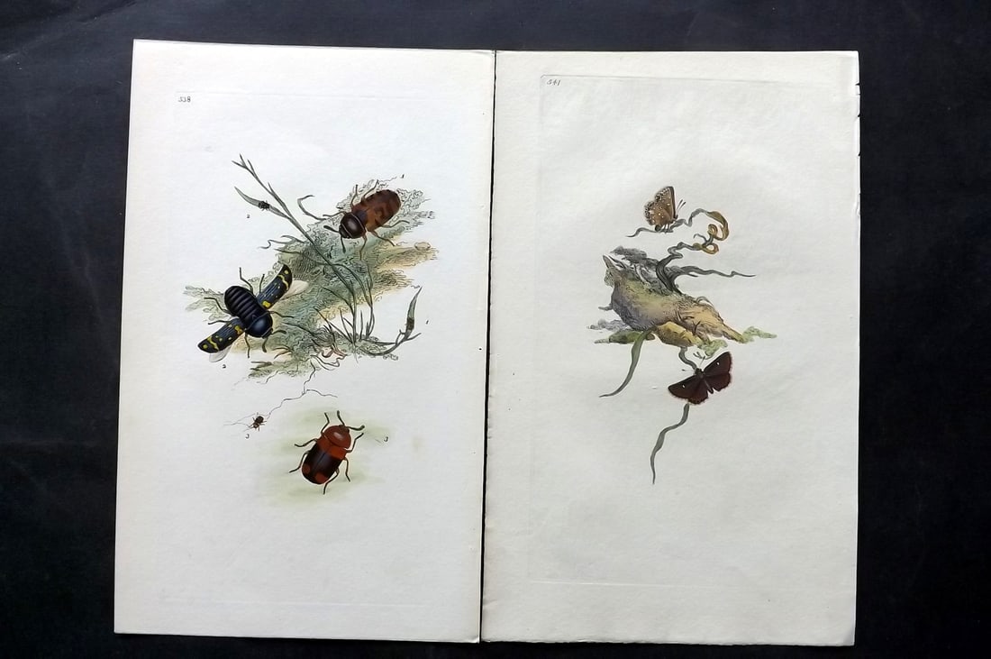 Donovan, Edward C1800 Pair of Hand Col Insect Prints: Hand Colored Etchings Published 1796-1813, London for "The Natural History of British Insects" by Edward Donovan. With accompanying descriptive text. Paper Size: 9.5 x 6 inch (24 x 15cm) Good Conditio