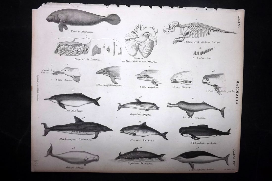 Encyclo. Brit 1850's Antique Print. Dolphins: Steel Engraving Published 1853-60 by A & C Black, Edinburgh & London for "Encyclopaedia Britannica" Eighth Edition. Paper Size: 10.5 x 8 inch (27 x 21cm) Good Condition