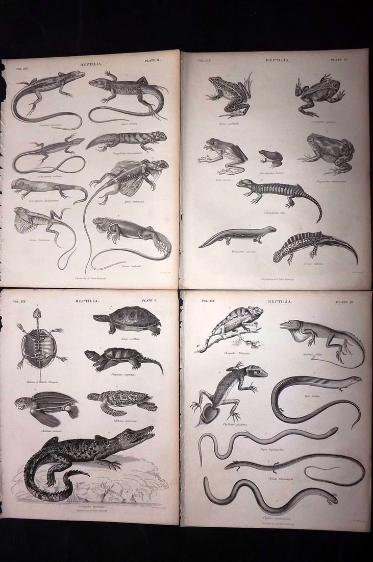 Encyclo. Brit 1850's Lot of 4 Prints. Lizards, Reptiles: Steel Engraving Published 1853-60 by A & C Black, Edinburgh & London for "Encyclopaedia Britannica" Eighth Edition. Paper Size: 10.5 x 8 inch (27 x 21cm) Good Condition