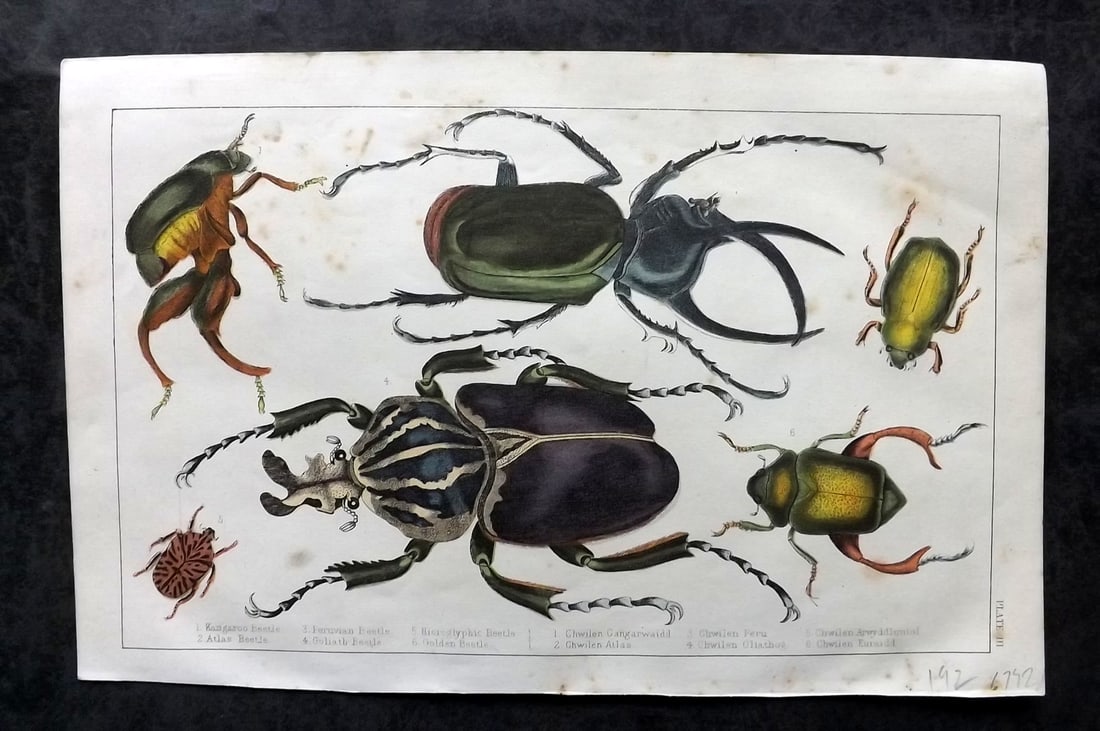 Goldsmith, Oliver C1850 Hand Col Print. Beetles: Hand Colored Etching/Engraving Published C1850 by A. Fullarton & Co., London for "A History of the Earth and Animated Nature" by Oliver Goldsmith. Paper Size: 10 x 6 inch (25 x 16cm) Very minor toning