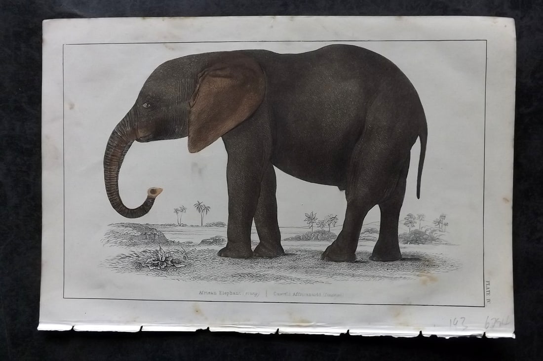 Goldsmith, Oliver C1850 Hand Col Print. Elephant: Hand Colored Etching/Engraving Published C1850 by A. Fullarton & Co., London for "A History of the Earth and Animated Nature" by Oliver Goldsmith. Paper Size: 10 x 6 inch (25 x 16cm) Very minor toning