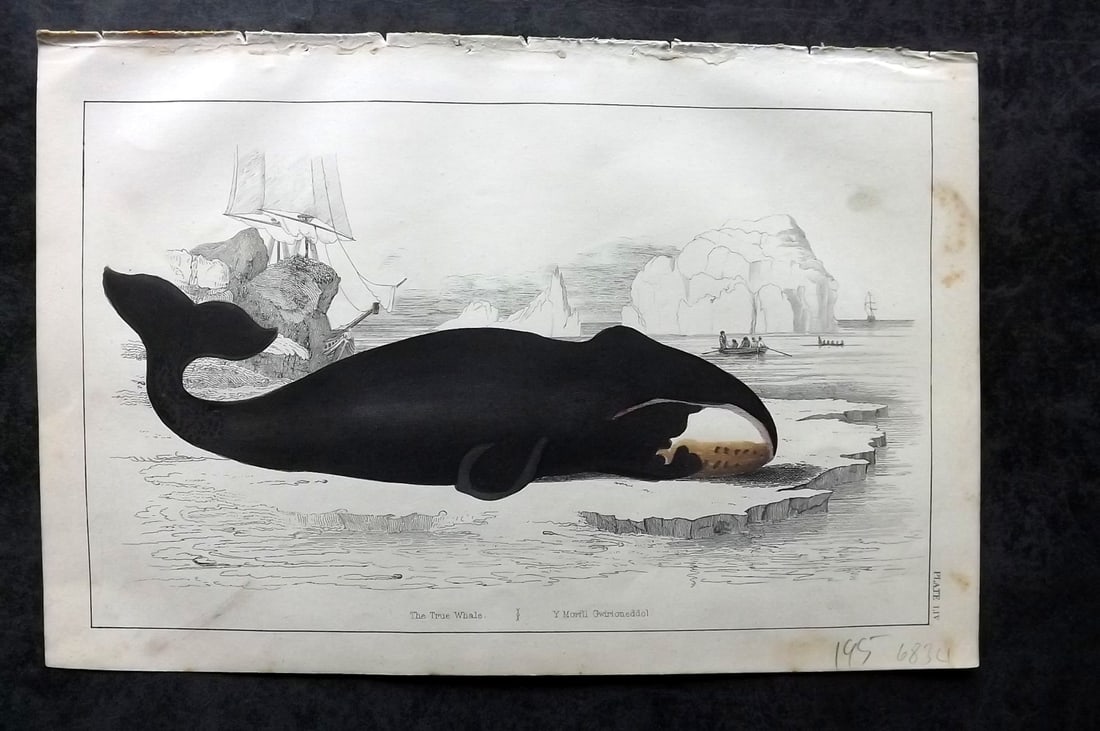 Goldsmith, Oliver C1850 Hand Col Print. Whale: Hand Colored Etching/Engraving Published C1850 by A. Fullarton & Co., London for "A History of the Earth and Animated Nature" by Oliver Goldsmith. Paper Size: 10 x 6 inch (25 x 16cm) Very minor toning