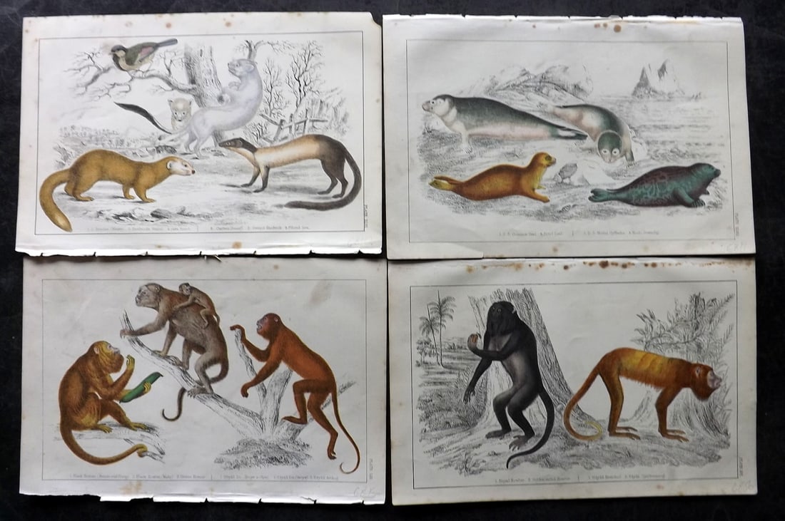Goldsmith, Oliver C1850 Lot of 4 Hand Col Natural History Prints: Hand Colored Etching/Engraving Published C1850 by A. Fullarton & Co., London for "A History of the Earth and Animated Nature" by Oliver Goldsmith. Paper Size: 10 x 6 inch (25 x 16cm) Some toning in pa