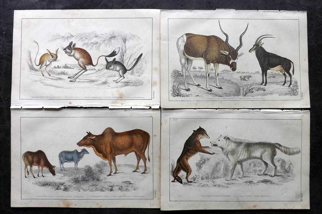 Goldsmith, Oliver C1850 Lot of 4 Hand Col Natural History Prints: Hand Colored Etching/Engraving Published C1850 by A. Fullarton & Co., London for "A History of the Earth and Animated Nature" by Oliver Goldsmith. Paper Size: 10 x 6 inch (25 x 16cm) Some toning in pa