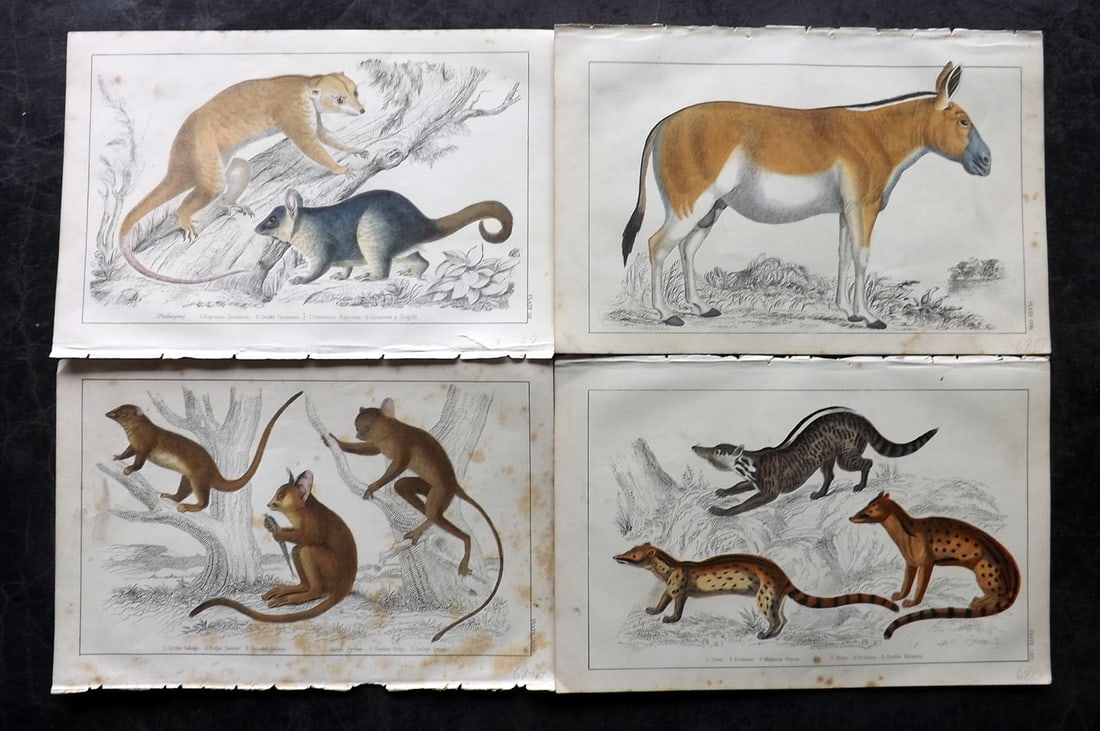 Goldsmith, Oliver C1850 Lot of 4 Hand Col Natural History Prints: Hand Colored Etching/Engraving Published C1850 by A. Fullarton & Co., London for "A History of the Earth and Animated Nature" by Oliver Goldsmith. Paper Size: 10 x 6 inch (25 x 16cm) Some toning in pa