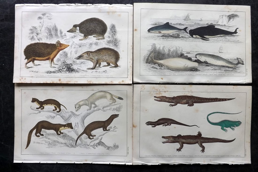 Goldsmith, Oliver C1850 Lot of 4 Hand Col Natural History Prints: Hand Colored Etching/Engraving Published C1850 by A. Fullarton & Co., London for "A History of the Earth and Animated Nature" by Oliver Goldsmith. Paper Size: 10 x 6 inch (25 x 16cm) Some toning in pa
