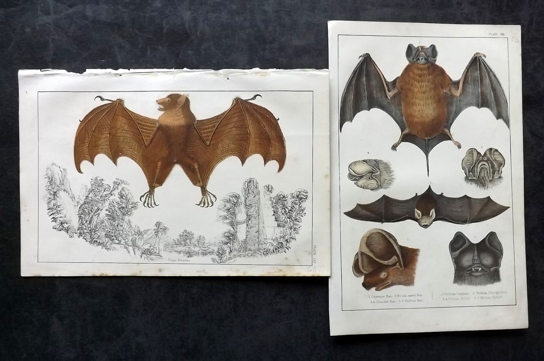 Goldsmith, Oliver C1850 Pair of Hand Col Bat Prints (1 of 2)