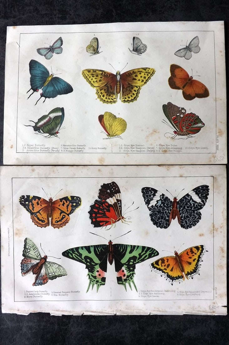 Goldsmith, Oliver C1850 Pair of Hand Col Butterfly Prints (1 of 2)