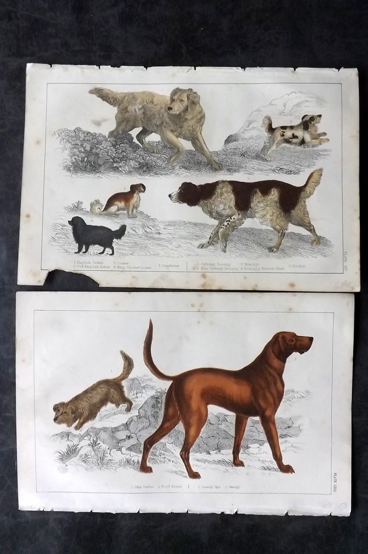 Goldsmith, Oliver C1850 Pair of Hand Col Dog Prints: Hand Colored Etching/Engraving Published C1850 by A. Fullarton & Co., London for "A History of the Earth and Animated Nature" by Oliver Goldsmith. Paper Size: 10 x 6 inch (25 x 16cm) Some toning in pa