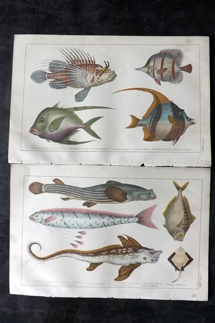 Goldsmith, Oliver C1850 Pair of Hand Col Fish Prints: Hand Colored Etching/Engraving Published C1850 by A. Fullarton & Co., London for "A History of the Earth and Animated Nature" by Oliver Goldsmith. Paper Size: 10 x 6 inch (25 x 16cm) Good Condition