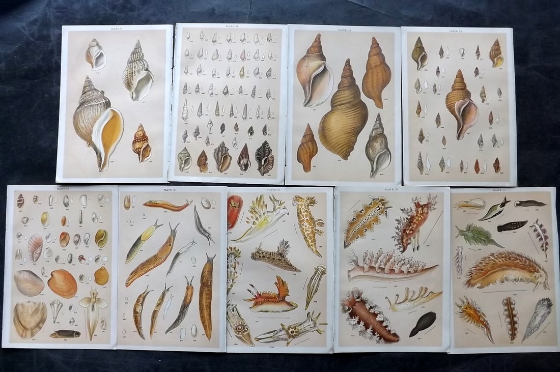Gordon, W. J. C1900 Lot of 9 Antique Shell & Sea Life Prints (1 of 2)