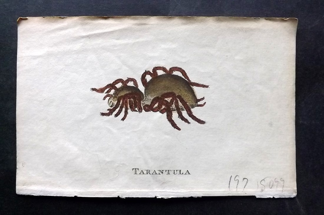 Holloway, William 1804 Hand Col Print. Tarantula Spider: Hand Colored Copper Plate Published 1803-04, London for "The British Museum; Or Elegant Repository of Natural History" by William Holloway and John Branch. Paper Size: 5 x 3.5 inch (13 x 9cm) Good Con