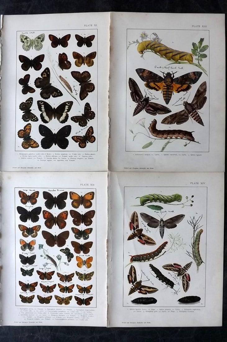 Kappel & Kirby C1895 Lot of 4 Butterfly & Moth Prints (Inscriptions) (1 of 2)