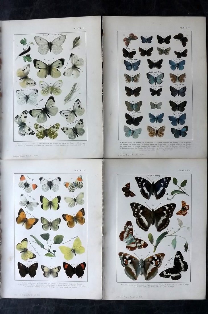 Kappel & Kirby C1895 Lot of 4 Butterfly Prints (Inscriptions) (1 of 2)