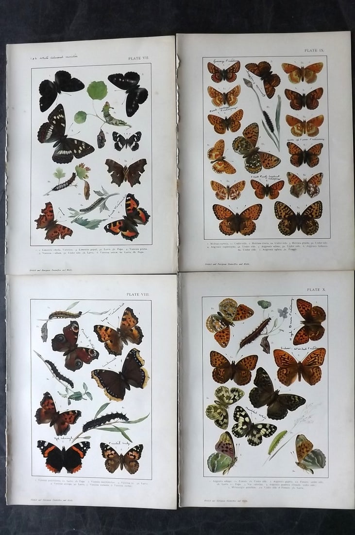Kappel & Kirby C1895 Lot of 4 Butterfly Prints (Inscriptions) (1 of 2)