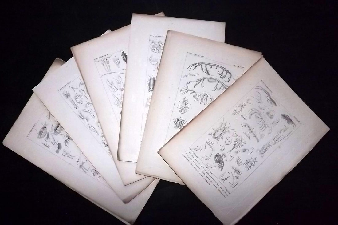 Cuvier, Baron C1830 Lot of 10 Antique Sea Life Prints: Steel Engraving Published 1829-44, Paris for "Iconographie du regne animal de G. Cuvier" by the Baron Cuvier. Paper Size: 9.5 x 6 inch (24 x 16cm) Good Condition