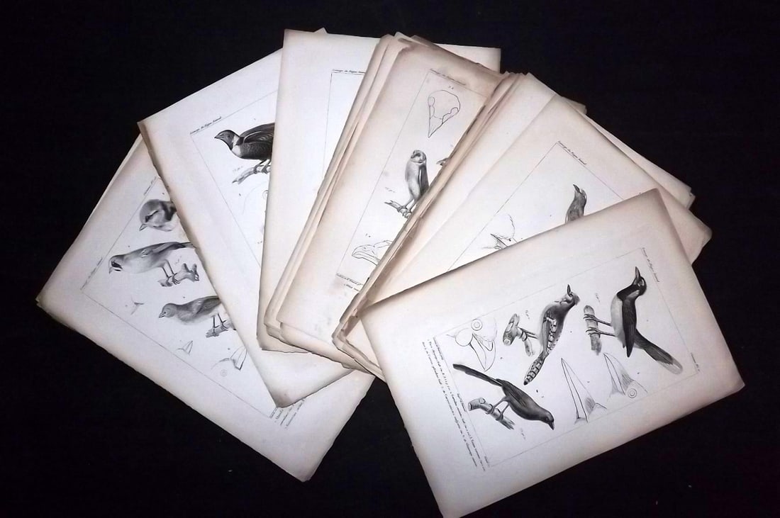 Cuvier, Baron C1830 Lot of 20 Antique Bird Prints: Steel Engraving Published 1829-44, Paris for "Iconographie du regne animal de G. Cuvier" by the Baron Cuvier. Paper Size: 9.5 x 6 inch (24 x 16cm) Good Condition