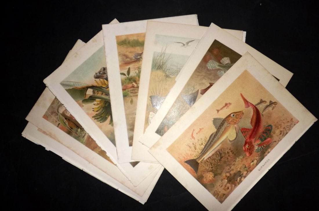 Lydekker, Richard 1896 Lot of 10 Fish & Reptile Prints: Chromolithograph Published 1894-96, London for "The Royal Natural History" by Richard Lydekker. Illustrated by Smit, Keulemans, Wolf and others. Paper Size: 10 x 6.5 inch (25 x 16.5cm) Very minor marg