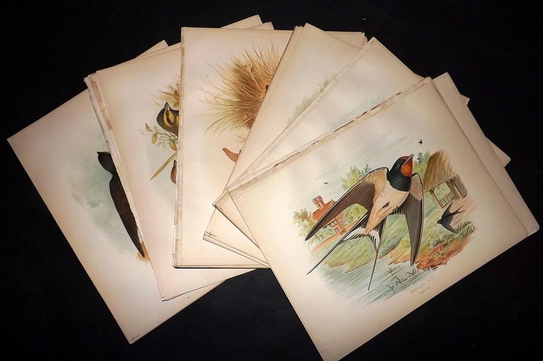 Butler & Gronvold 1908 Lot of 20 Antique Bird Prints: Chromolithographs Published 1907-08, London for "Birds of Great Britain and Ireland..." by Arthur G. Butler. Illustrated by H. Gronvold & F. W. Frohawk. Paper Size: 11.5 x 9 inch (29 x 23cm) Good Cond