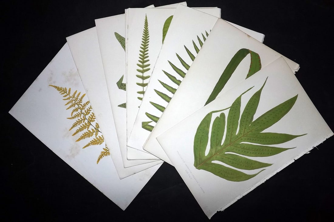 Lowe, Edward 1867 Lot of 18 Antique Fern Prints: Color Printed Woodblooks Published 1867, London for "Our Native Ferns..." by Edward Lowe. Paper Size: 9.5 x 6 inch (24 x 15cm)