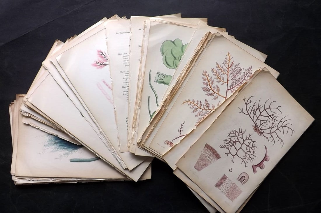 Harvey, William 1846 Lot of 50 Hand Col Seaweed Prints: Lithograph Published 1846-51, London for "Phycologia Britannica: or a History of British Sea-Weeds" First Edition by William Henry Harvey. Fine hand colour as issued. With accompanying desriptive text