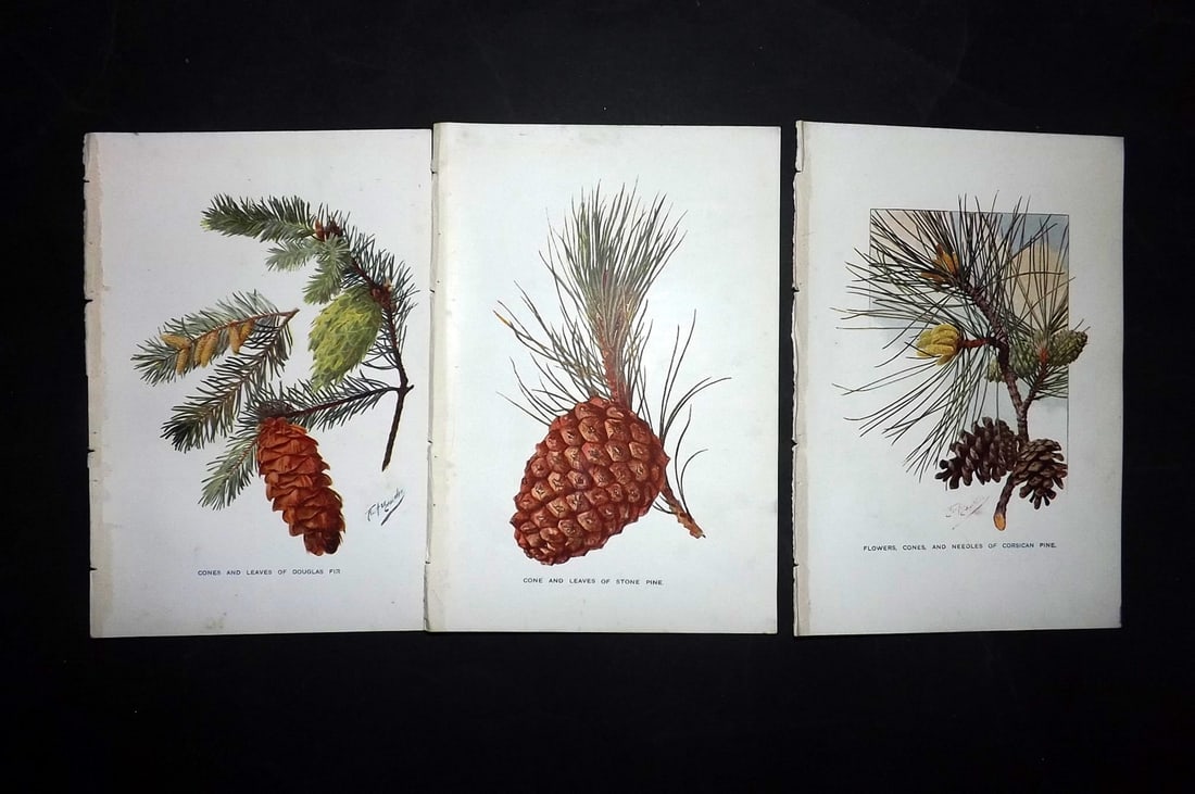Boulger, George 1907 Lot of 3 Pine Cone Prints (1 of 2)