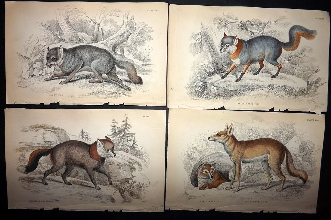 Jardine, William C1840 Lot of 4 Hand Col Prints. Foxes: Hand Colored Steel Engraving/Etching Published 1833-43 by W.H.Lizars, Edinburgh for "The Naturalist's Library" by Sir William Jardine. Paper Size: 6.5 x 4.25 inch (16.5 x 11cm) Good Condition
