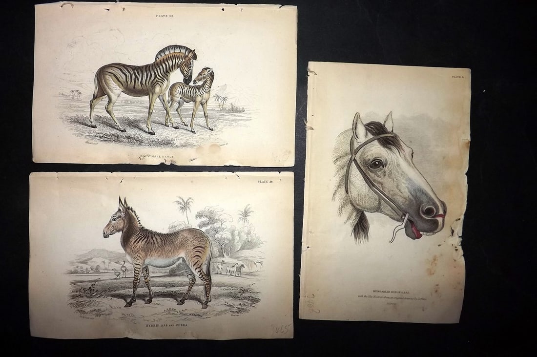 Jardine, William C1840 Lot of 3 Hand Col Prints. Dauw, Hybrid Ass Zebra, Horse head: Hand Colored Steel Engraving/Etching Published 1833-43 by W.H.Lizars, Edinburgh for "The Naturalist's Library" by Sir William Jardine. Paper Size: 6.5 x 4.25 inch (16.5 x 11cm) Good Condition