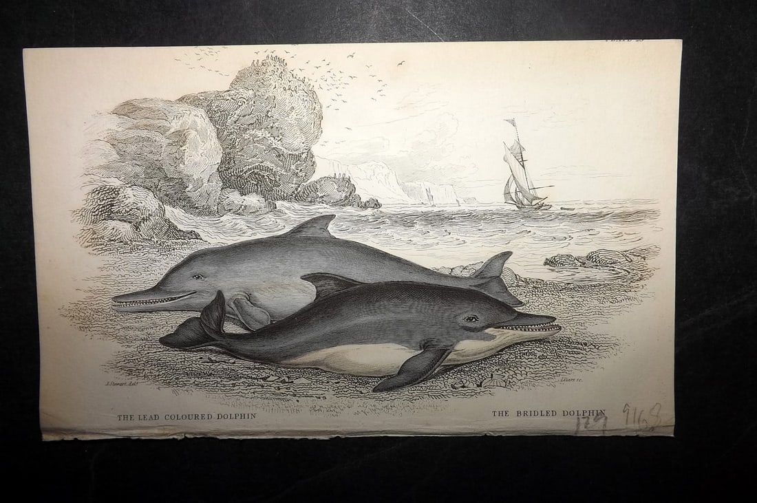 Jardine, William C1840 Hand Col Print. Bridled Dolphin 25: Hand Colored Steel Engraving/Etching Published 1833-43 by W.H.Lizars, Edinburgh for "The Naturalist's Library" by Sir William Jardine. Paper Size: 6.5 x 4.25 inch (16.5 x 11cm) Good Condition