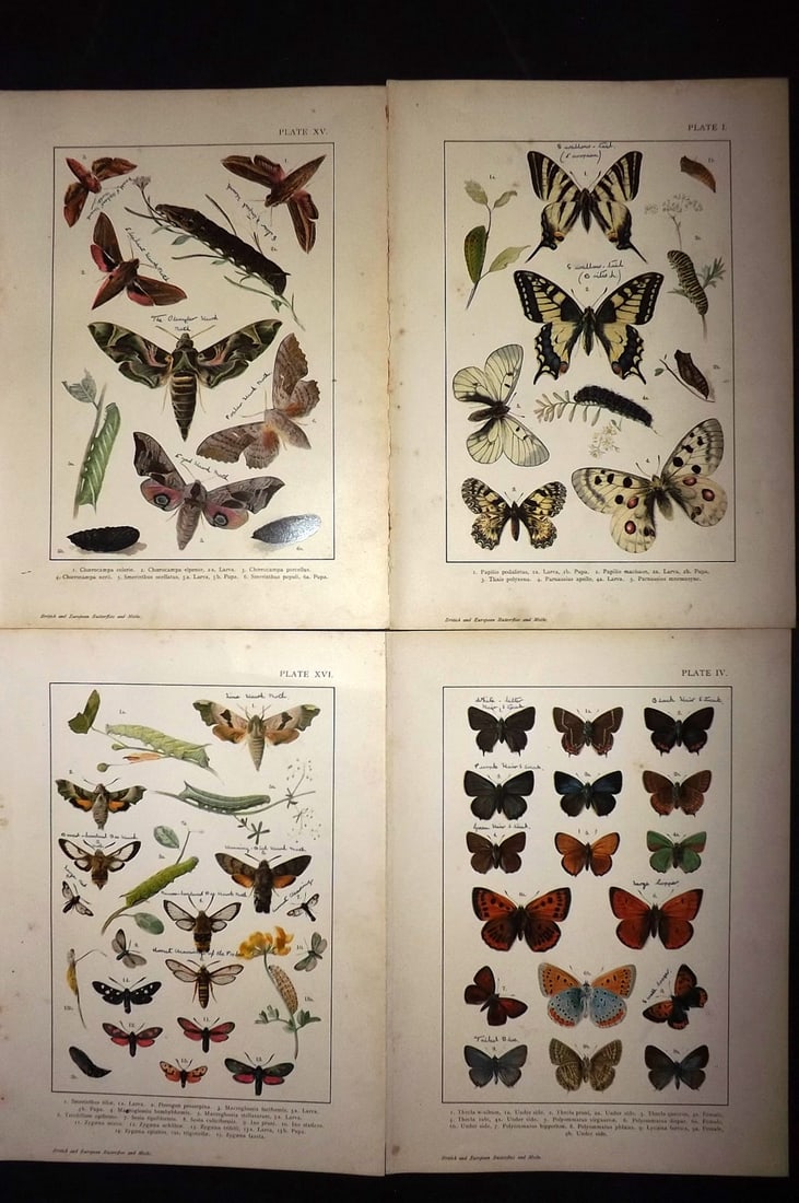 Kappel & Kirby C1895 Lot of 4 Butterfly & Moth Prints (Inscriptions) (1 of 2)