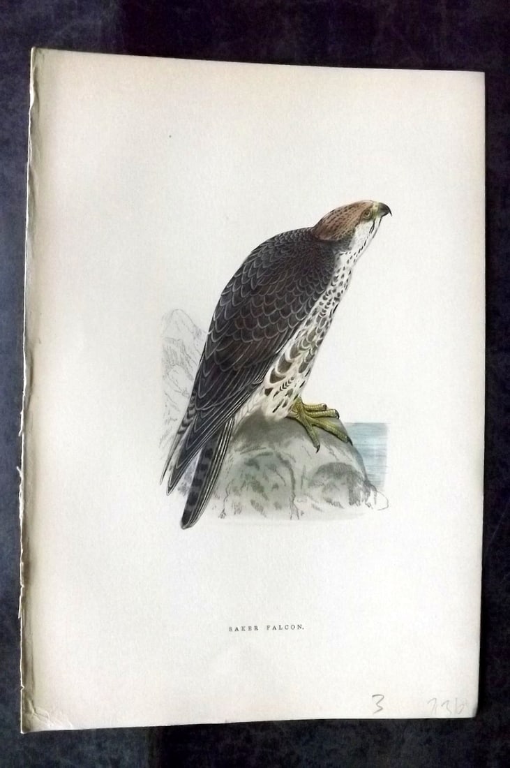 Bree, Charles 1876 Hand Col Bird of Prey Print. Saker Falcon: Woodblock Published 1875-76, London for "A History of the Birds of Europe, Not Observed in the British Isles" by Charles Robert Bree. Printed in colours and finished by hand. Paper Size: 10 x 6.5 inch