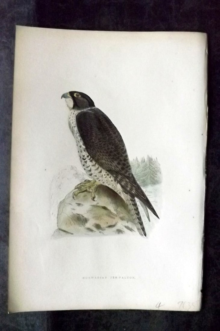 Bree, Charles 1876 Hand Col Bird of Prey Print. Norwegian Jer-Falcon: Woodblock Published 1875-76, London for "A History of the Birds of Europe, Not Observed in the British Isles" by Charles Robert Bree. Printed in colours and finished by hand. Paper Size: 10 x 6.5 inch