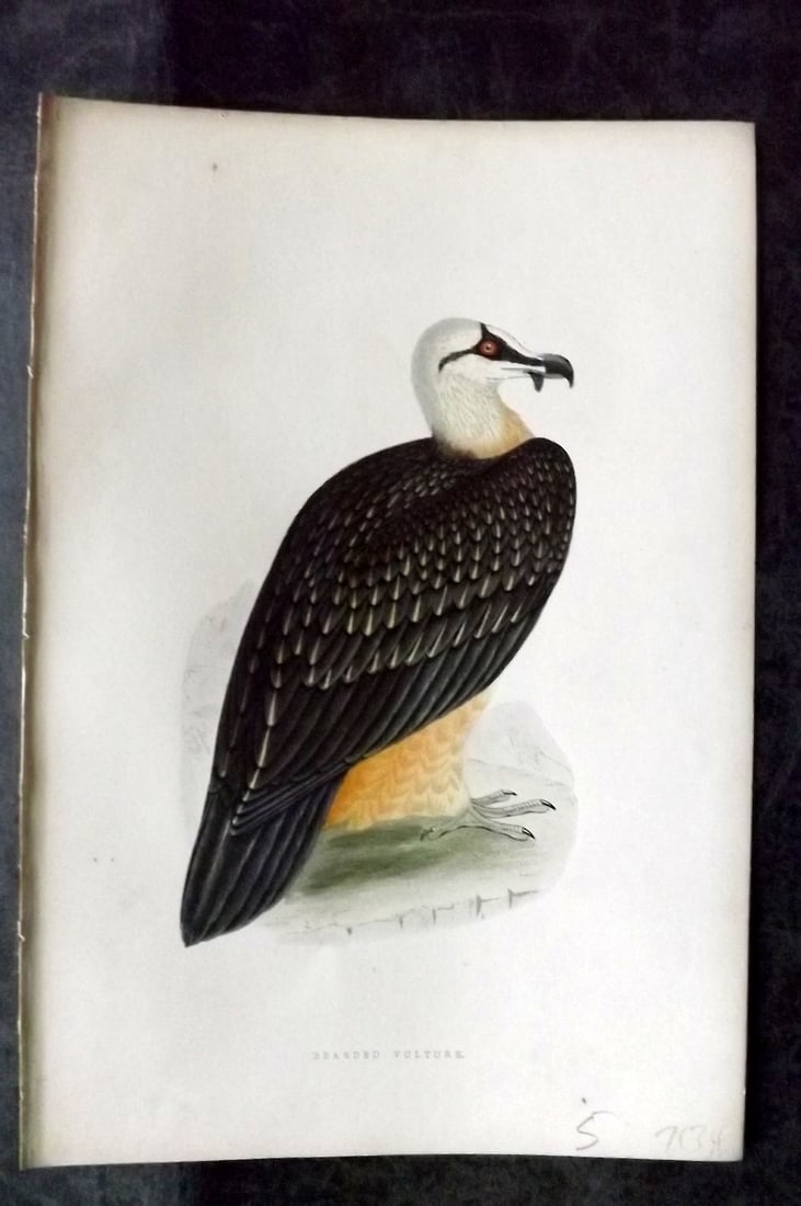 Bree, Charles 1876 Hand Col Bird of Prey Print. Bearded Vulture: Woodblock Published 1875-76, London for "A History of the Birds of Europe, Not Observed in the British Isles" by Charles Robert Bree. Printed in colours and finished by hand. Paper Size: 10 x 6.5 inch