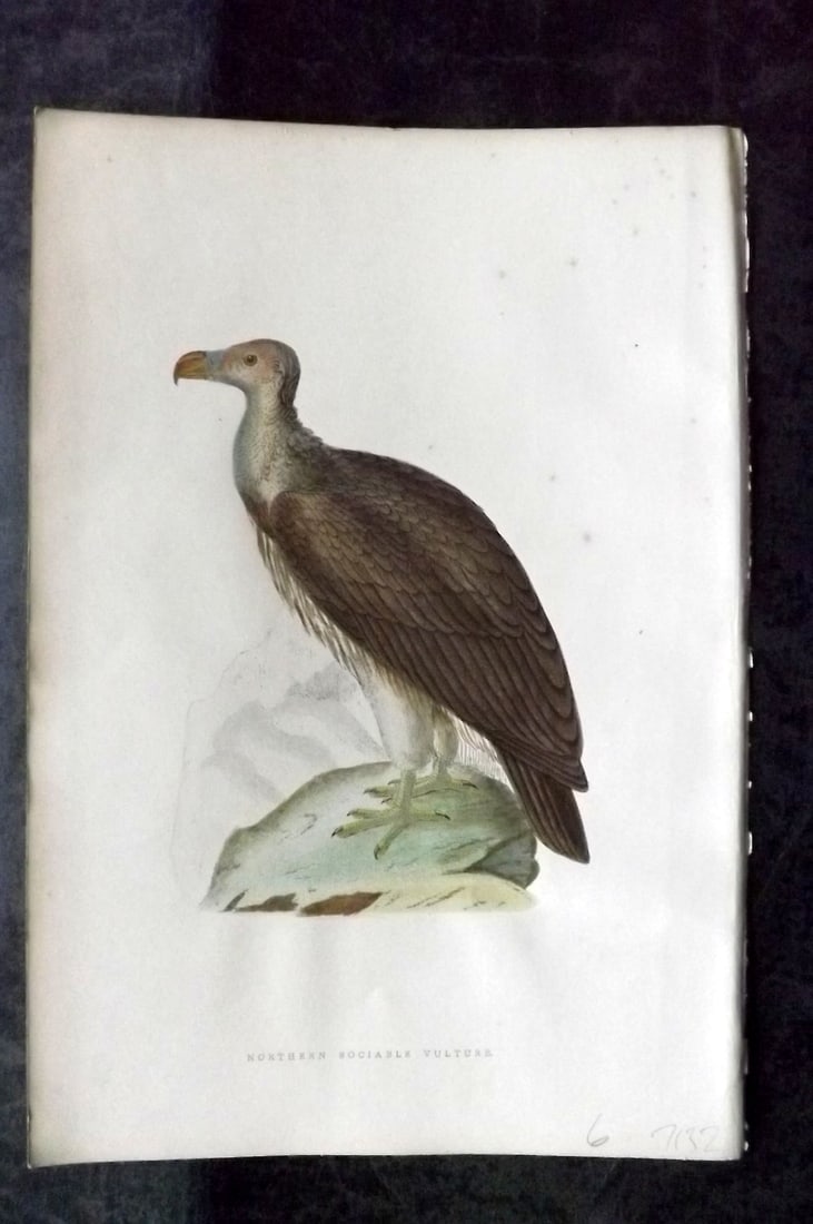 Bree, Charles 1876 Hand Col Bird of Prey Print. Northern Sociable Vulture: Woodblock Published 1875-76, London for "A History of the Birds of Europe, Not Observed in the British Isles" by Charles Robert Bree. Printed in colours and finished by hand. Paper Size: 10 x 6.5 inch