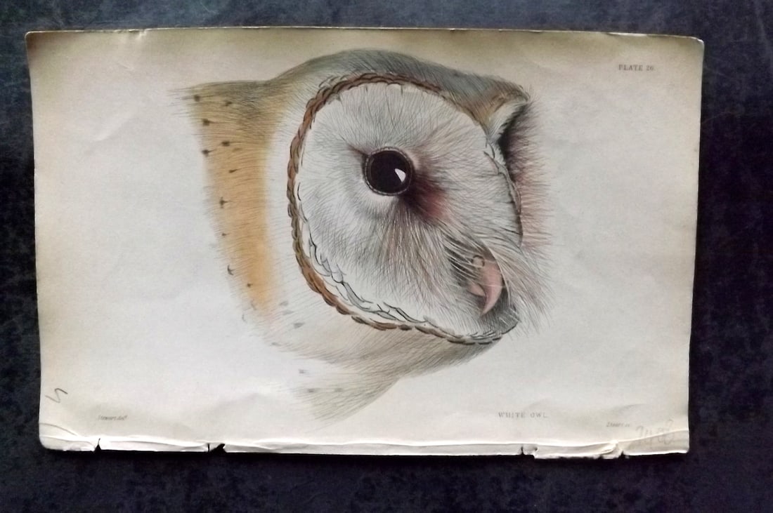 Jardine, William C1840 Hand Col Bird Print. Head of White Owl 26 (1 of 1)